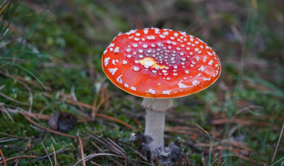 Fliegenpilz (Amanita muscaria)