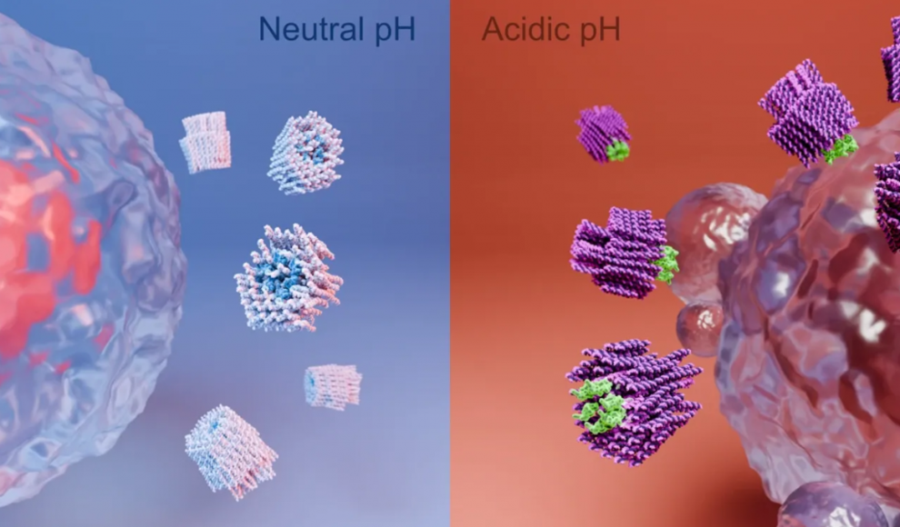 Waffe des Nanoroboters wird nur in sauren Umgebungen freigesetzt