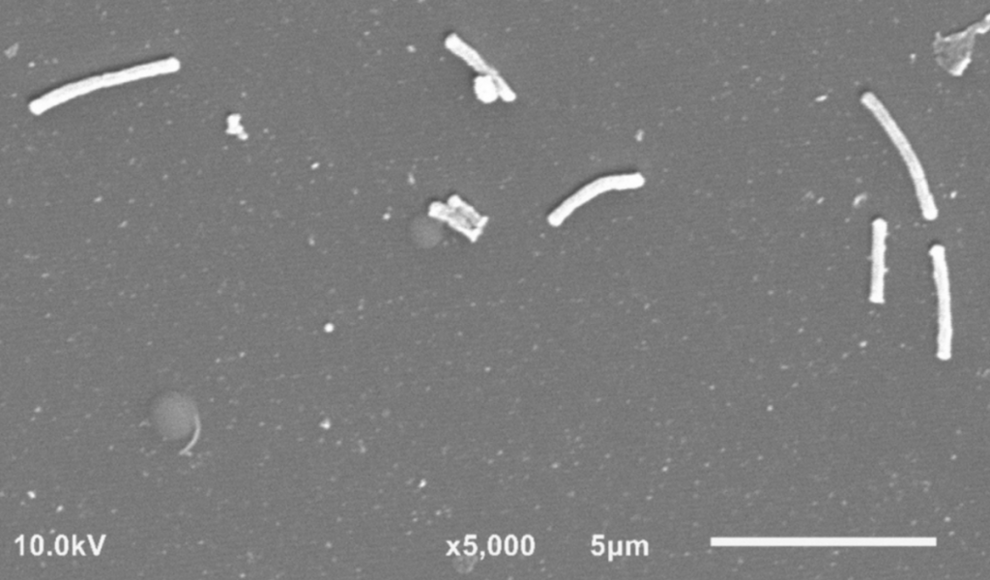 Dentiradicibacter hellwigii aus dem Mund des Menschen