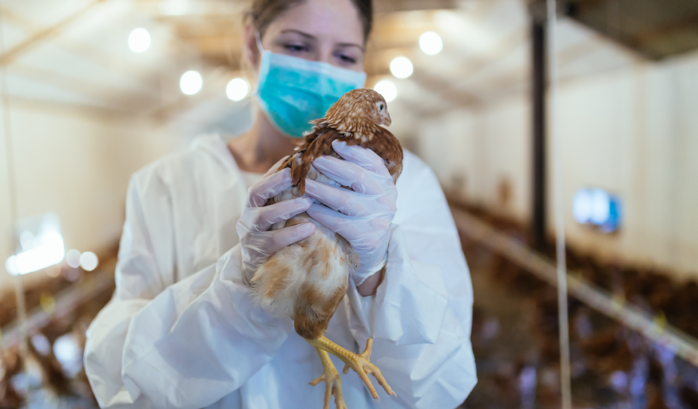 Huhn mit Vogelgrippe