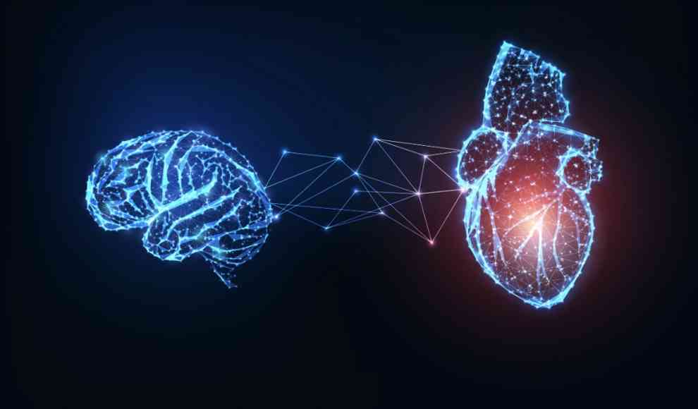 Herz und Gehirn