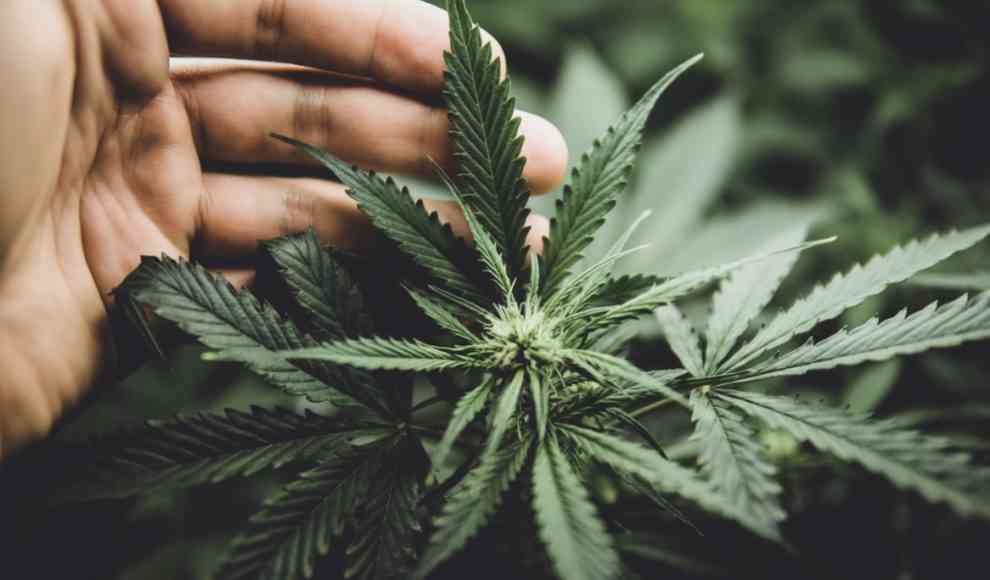 Die wichtigsten Cannabis-Studien im Fokus