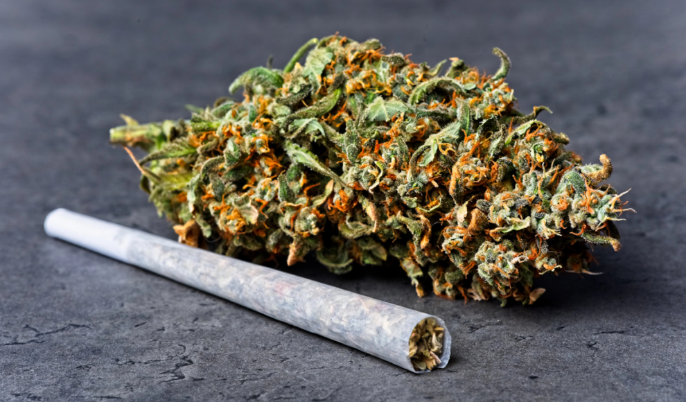 Cannabis verbessert die kognitive Leistung bei Senioren