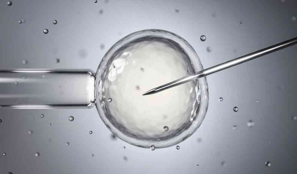 Forscher verjüngen erstmals menschliche Eizellen