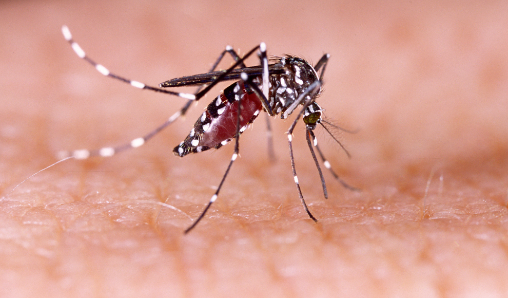 Klimawandel erhöht Risiko für Chikungunya