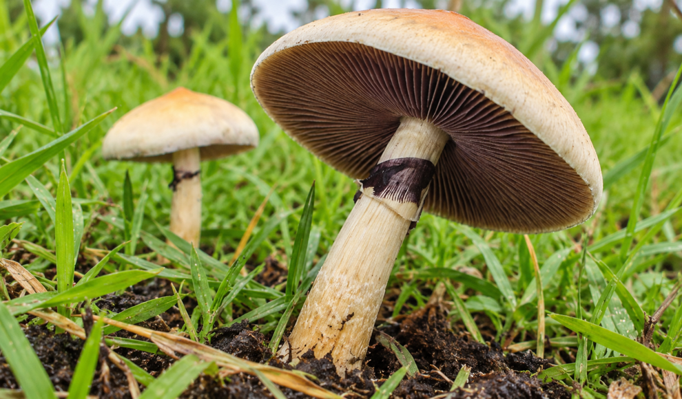Psilocybin lässt neue Nervenkontakte wachsen