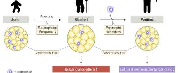Alterungsprozesse Durch Neue Zelltherapie Ruckgangig Gemacht