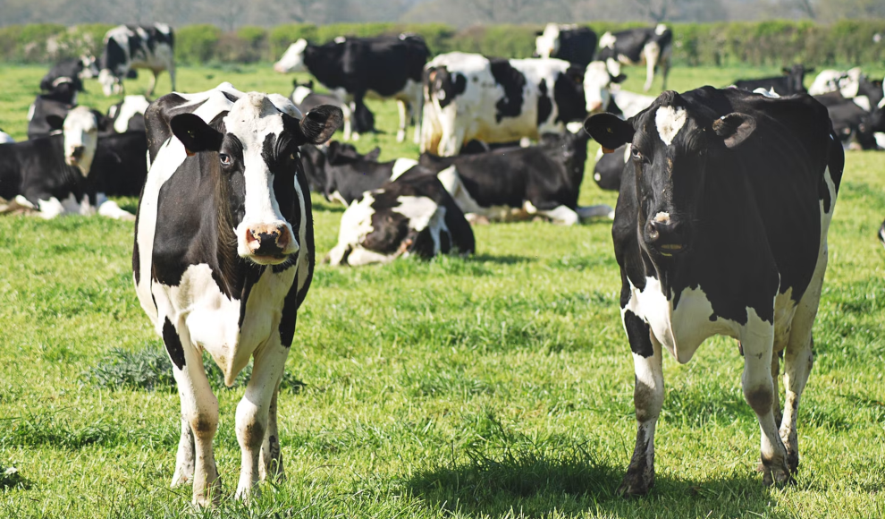 Konventionelle Landwirtschaft