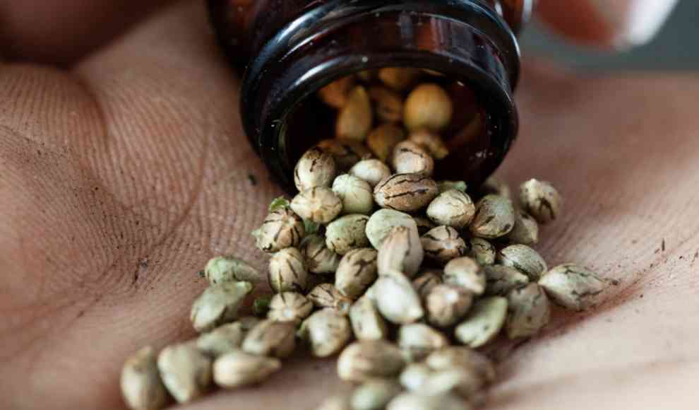 Sieben Prozent der Deutsche haben bereits Cannabis Samen gekauft