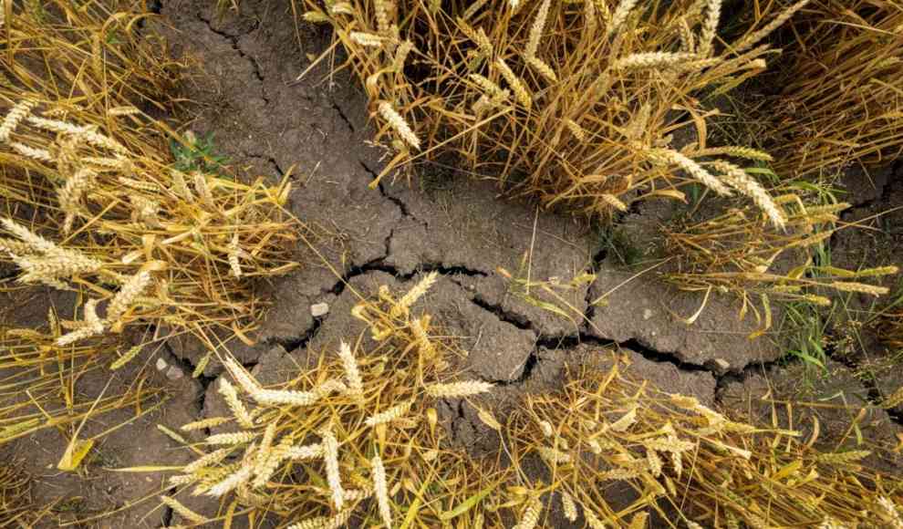 Klimawandel erhöht Lebensmittelinflation stark