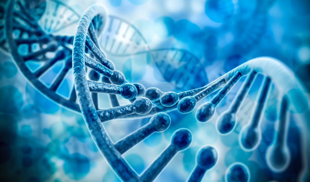 DNA als Basis eines neuen Materials