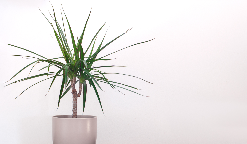 Drachenbaum als Zimmerpflanze im Büro