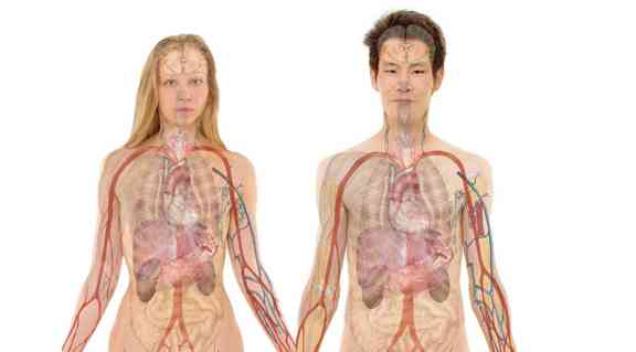 Penisse werden weltweit immer länger