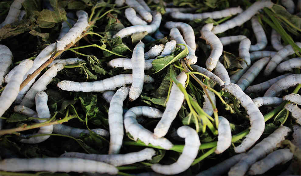 Menschen essen Insekten lieber, wenn sie teuer sind