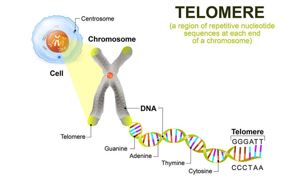 Telomere