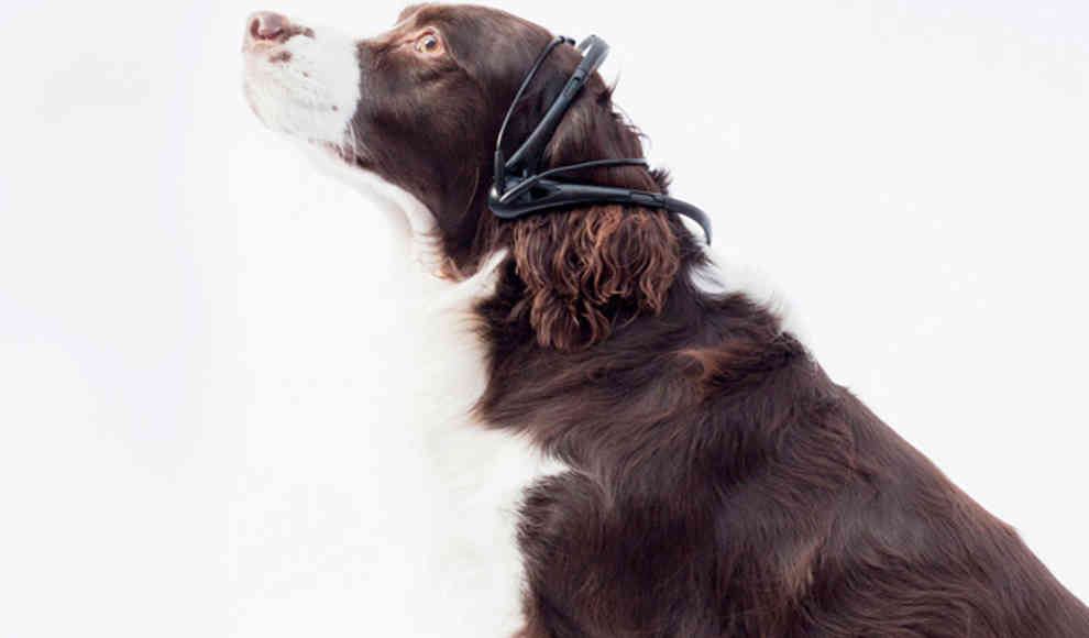 Halsband übersetzt Gedanken der Hunde in menschliche Sprache