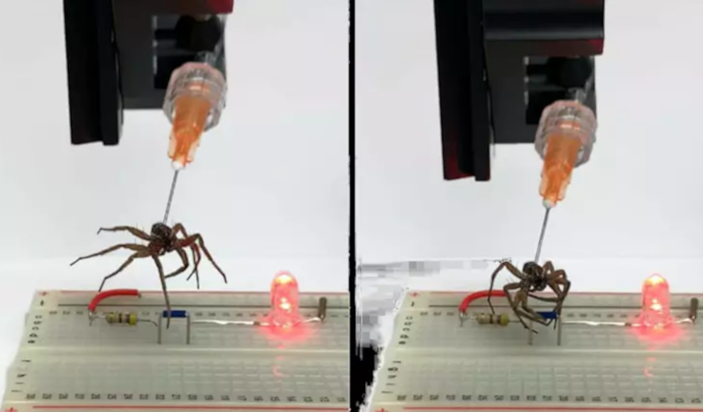 Hydrauliksystem einer toten Spinne als Roboterbauteil