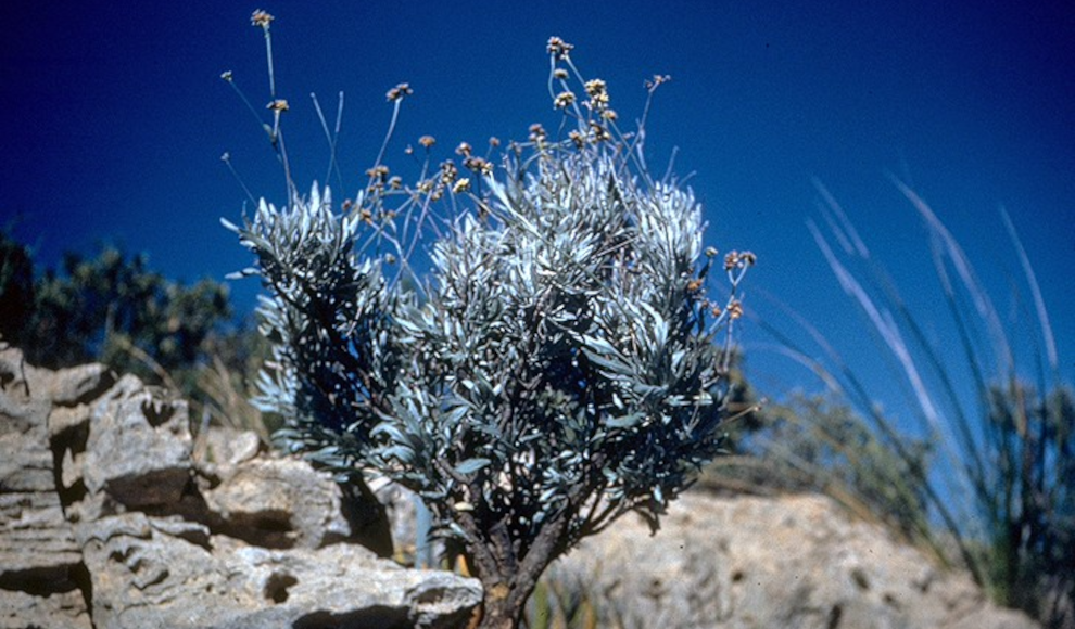 Guayule-Wüstenstrauch