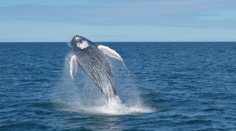 Whales could help fight climate change