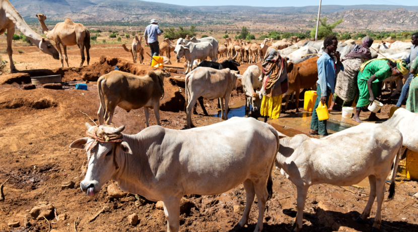 klimawandel-kann-globale-weidefl-chen-bis-2100-halbieren