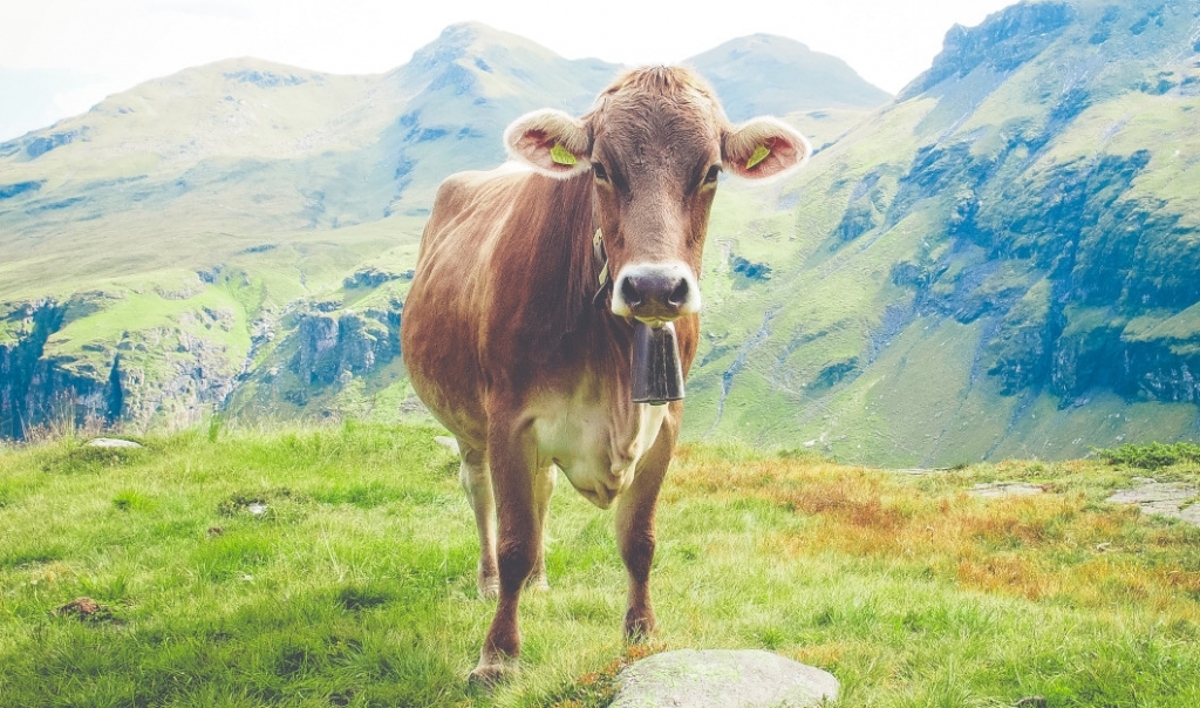 Altag Rind Algen machen Rinder klimafreundlicher