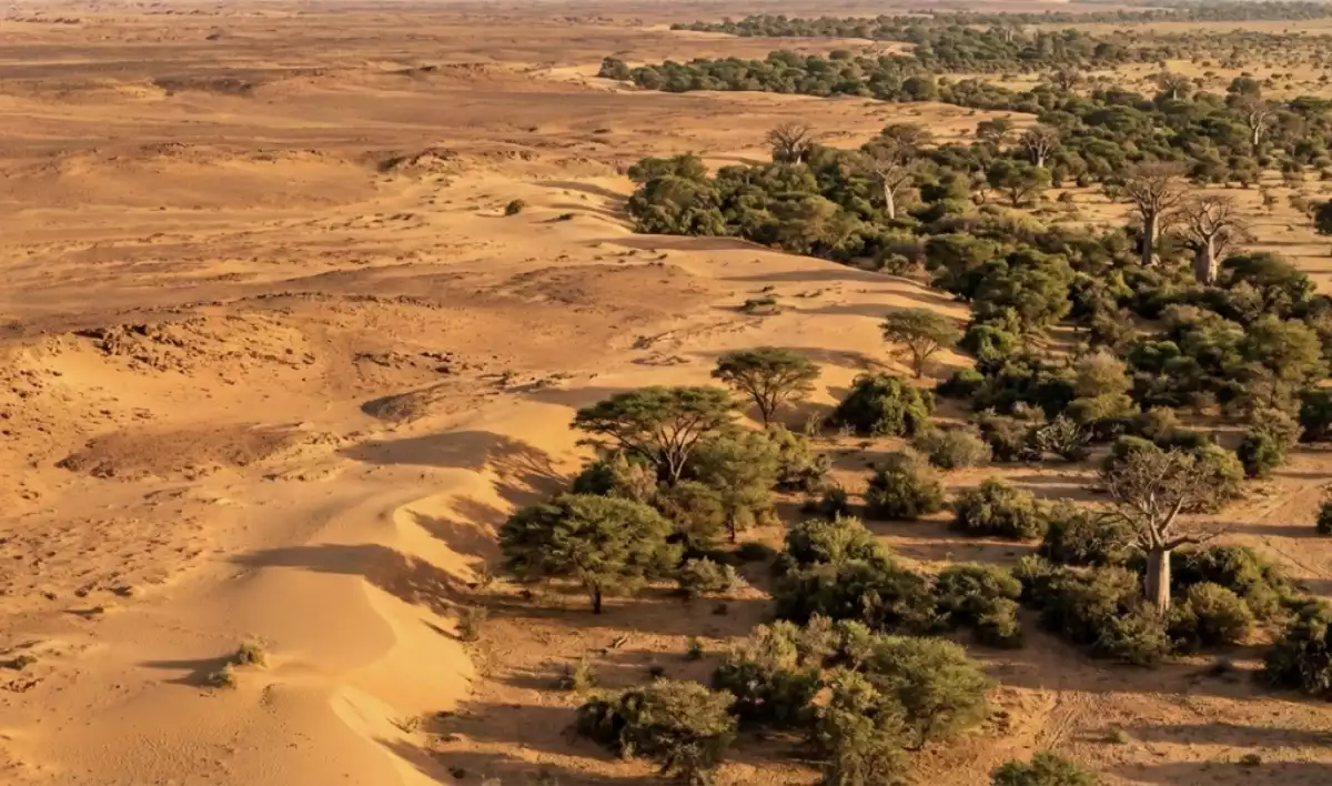 Die Randzonen der Sahara werden immer grüner