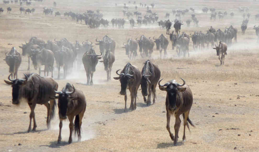 Klimawandel lässt die Nahrungskette zusammenbrechen