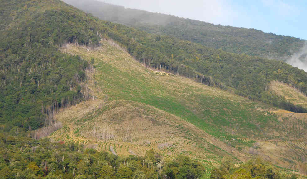 240.000 Quadratkilometer Regenwald im Amazonas abgeholzt