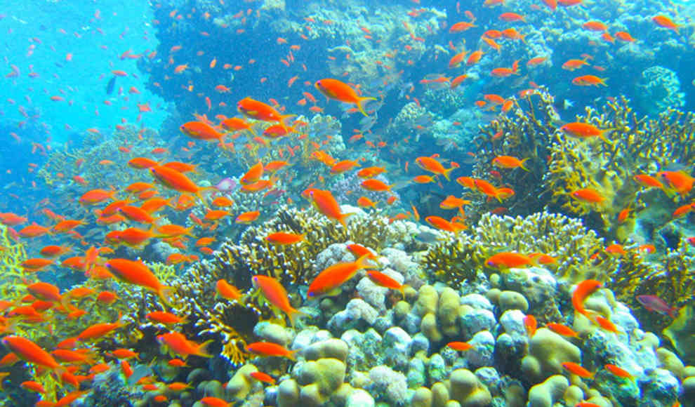Karibische Korallenriffe in Gefahr