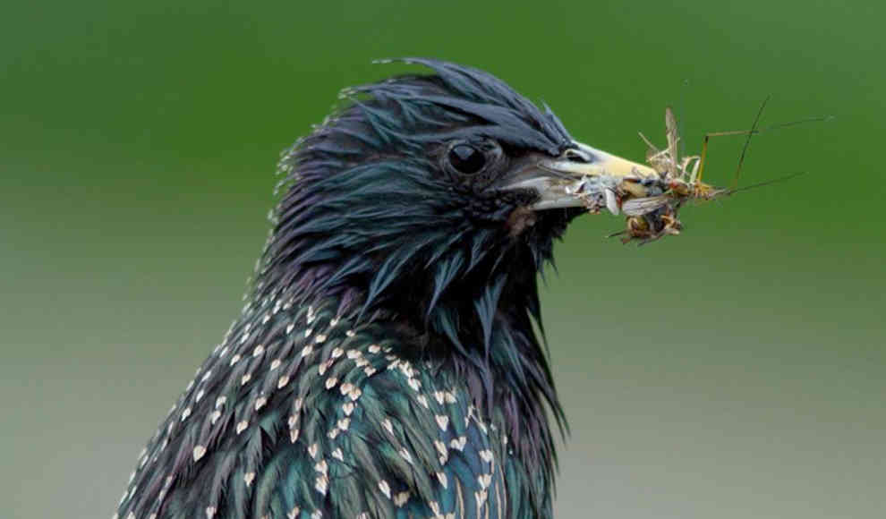 Immer weniger Vögel durch giftige Pestizide