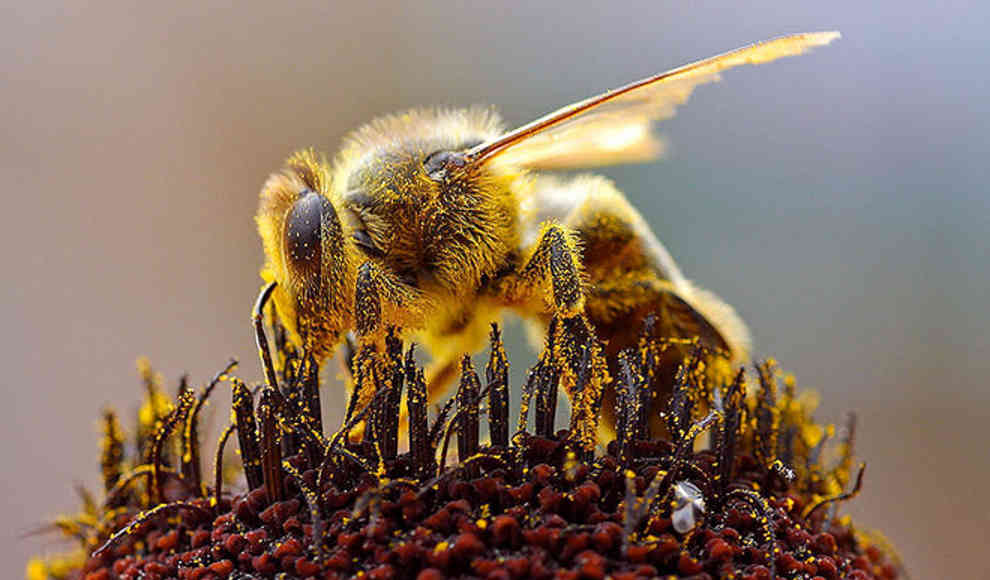EU-Wissenschaftler: Bienensterben durch Pestizide bestätigt