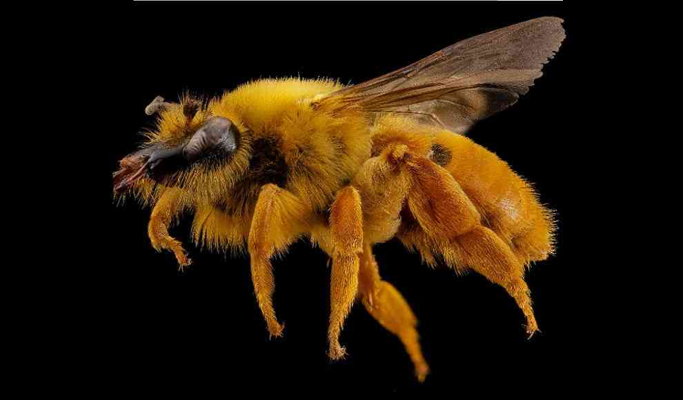 Zufällig Heilmittel gegen Bienenfeind Varroa-Milbe entdeckt