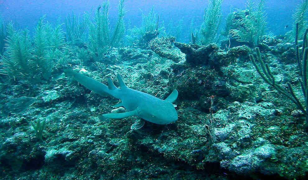 Tierwelt im Belize Barrier Reef