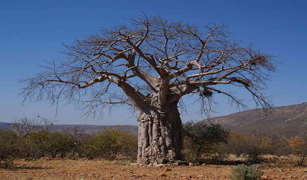 Baumsterben: Baobab 
