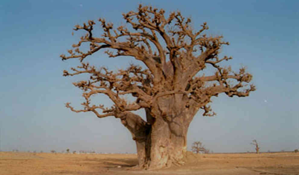 Ein Baobab in Senegal