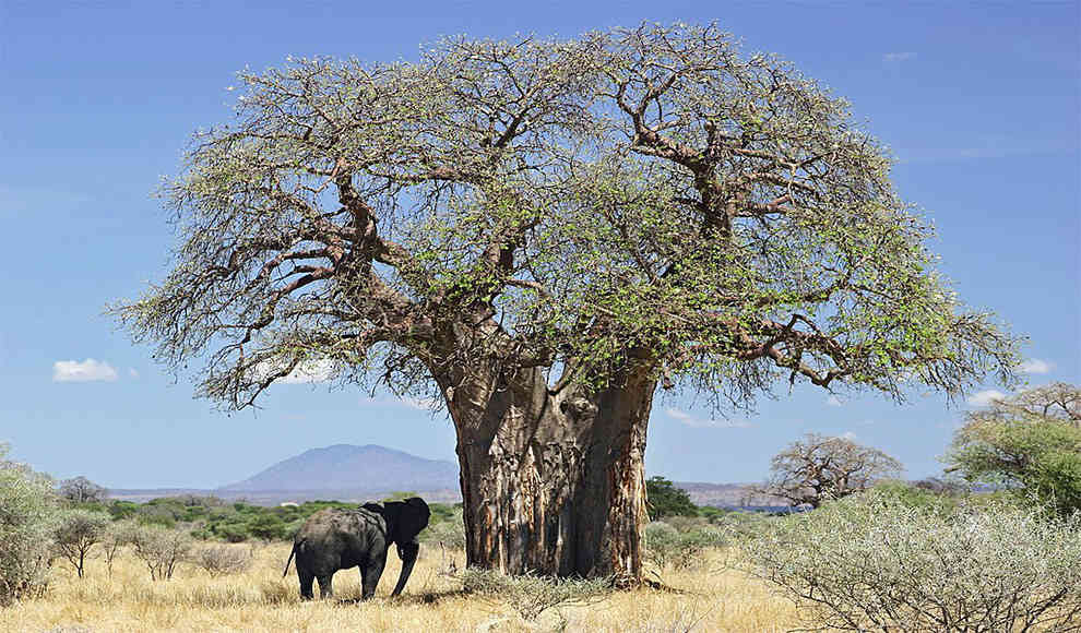 Baobab 