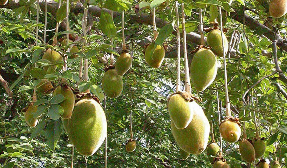 Früchte des Baobab