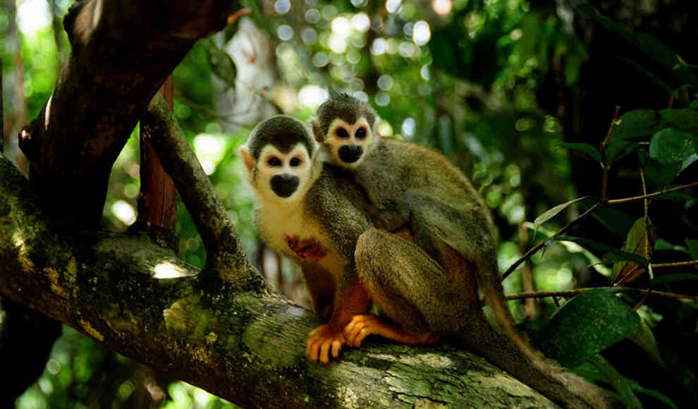 Tierwelt im Serrania de Chiribiquete Nationalpark