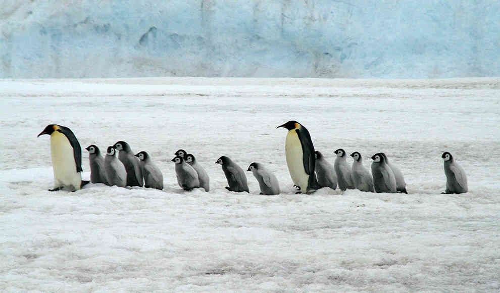 Meeresschutzgebiet Antarktis