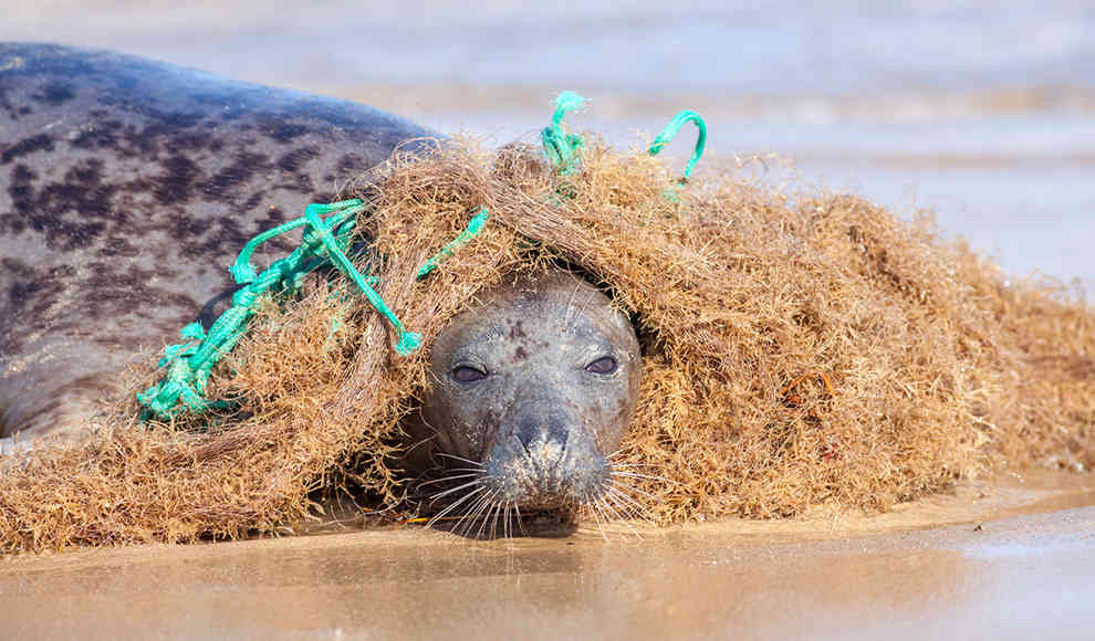 Tiere fressen Plastik