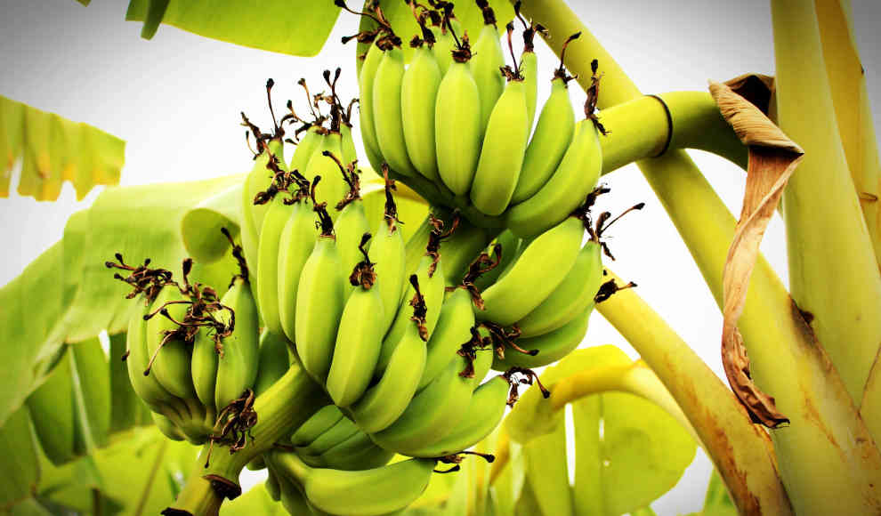 Bananenpflanzen sind vom Klimawandel bedroht