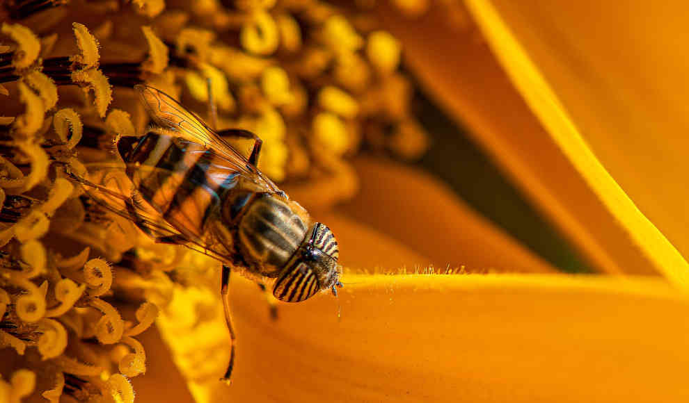 Arthropoden in Deutschland 