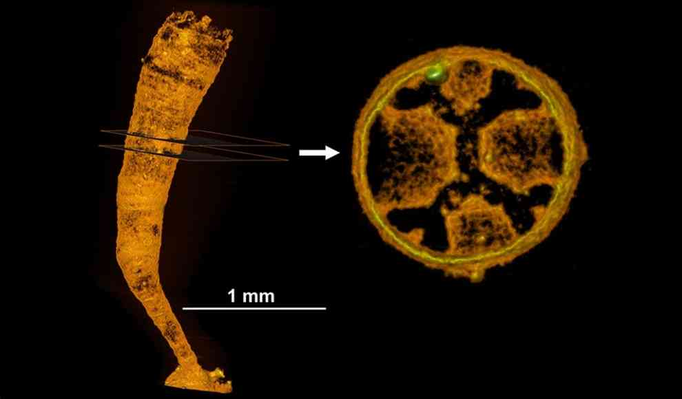 Polyp einer Schirmqualle (Scyphozoa)