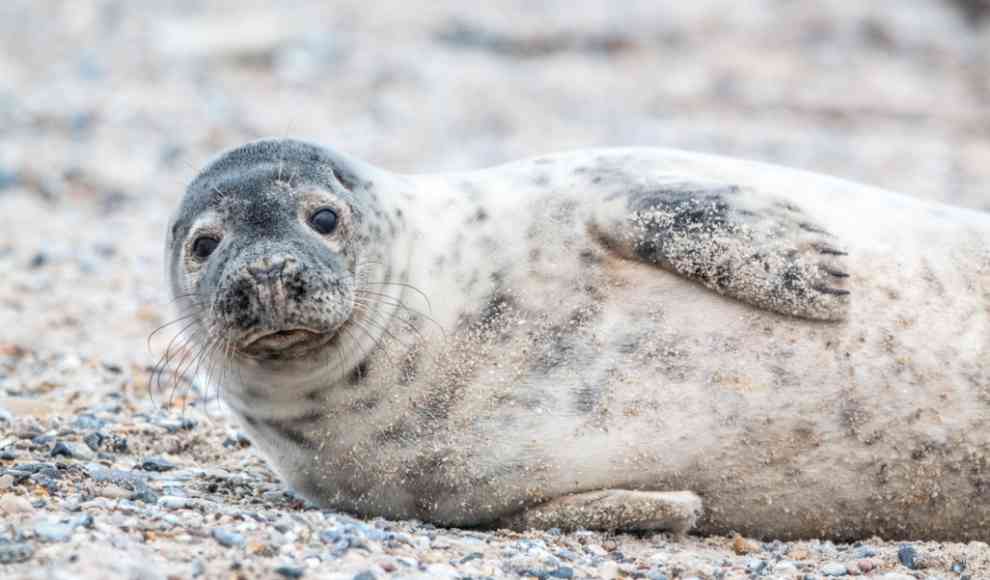 Kegelrobbe auf Helgoland