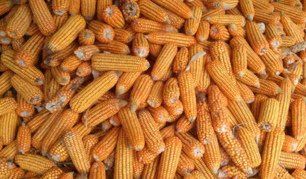 Mais für Biokraftstoff