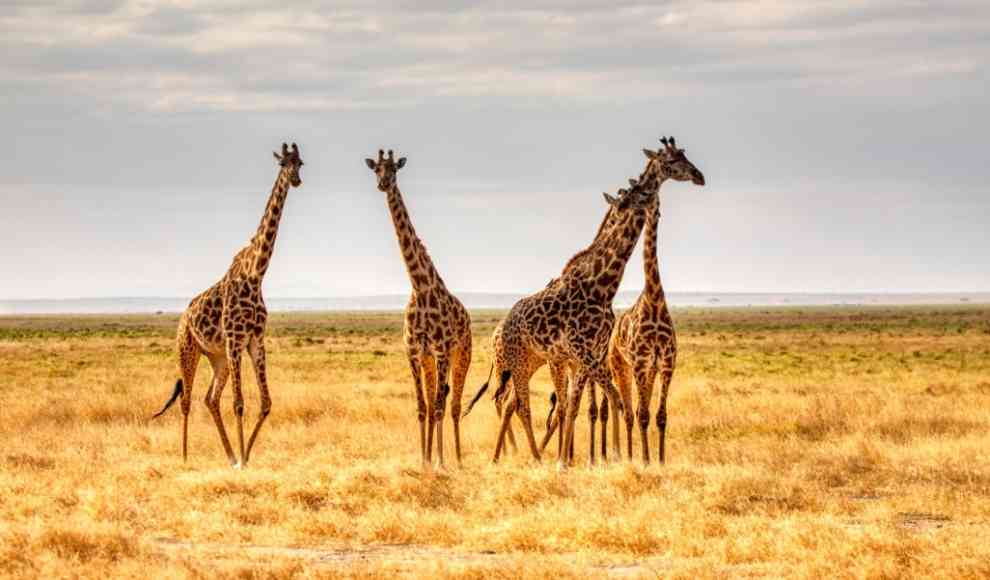 Giraffen in Kenia