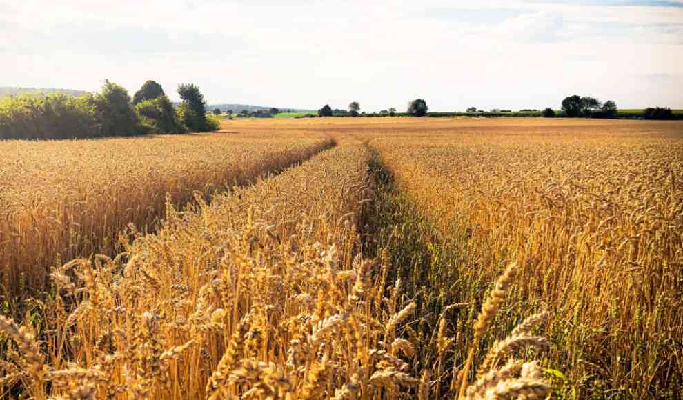 Glyphosat auf den Feldern