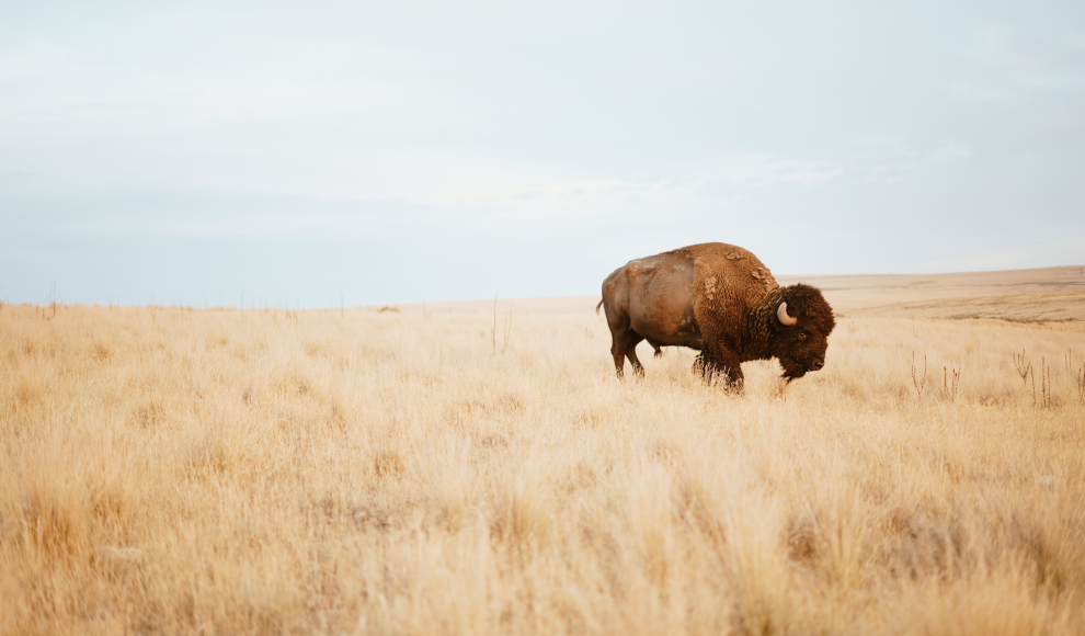 Bison 