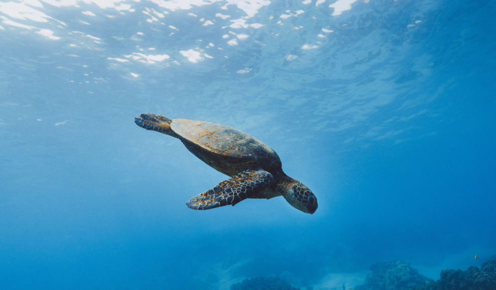 Schildkröte vor den Galápagos-Inseln 