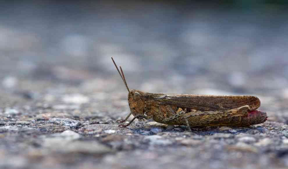 Wanderheuschrecke als Lebensmittel zugelassen